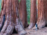 Sequoia Trees In California Map California Redwood forests where to See the Big Trees