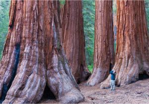 Sequoia Trees In California Map California Redwood forests where to See the Big Trees