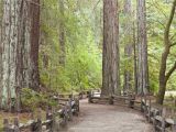 Sequoia Trees In California Map California Redwood forests where to See the Big Trees