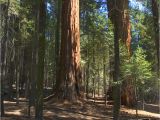 Sequoia Trees In California Map Sequoia National forest Trail Of 100 Giants Trail Long Meadow Grove