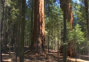 Sequoia Trees In California Map Sequoia National forest Trail Of 100 Giants Trail Long Meadow Grove