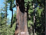 Sequoia Trees In California Map the 5 Best Places to Visit California S Giant Redwoods and Giant