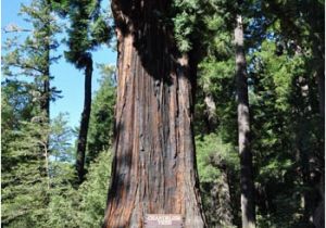 Sequoia Trees In California Map the 5 Best Places to Visit California S Giant Redwoods and Giant