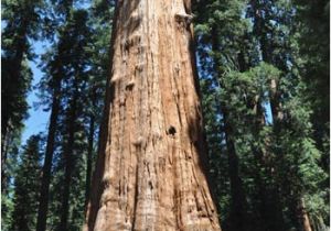 Sequoia Trees In California Map the 5 Best Places to Visit California S Giant Redwoods and Giant