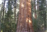 Sequoia Trees In California Map the General Sherman Tree Sequoia Kings Canyon National Parks