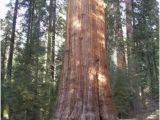 Sequoia Trees In California Map the General Sherman Tree Sequoia Kings Canyon National Parks