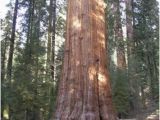 Sequoia Trees In California Map the General Sherman Tree Sequoia Kings Canyon National Parks