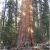 Sequoia Trees In California Map the General Sherman Tree Sequoia Kings Canyon National Parks