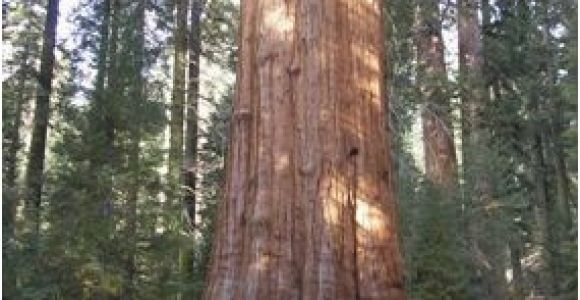 Sequoia Trees In California Map the General Sherman Tree Sequoia Kings Canyon National Parks