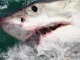 Shark attacks California Map California Surfer Survives Shark attack Gets 50 Stitches