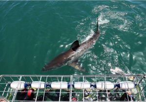 Shark attacks California Map How Worried Should You Be About Shark attacks On the California