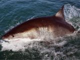 Shark attacks California Map How Worried Should You Be About Shark attacks On the California