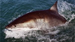 Shark attacks California Map How Worried Should You Be About Shark attacks On the California