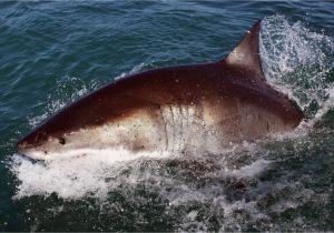 Shark attacks California Map How Worried Should You Be About Shark attacks On the California