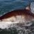 Shark attacks California Map How Worried Should You Be About Shark attacks On the California