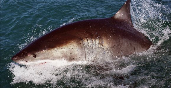 Shark attacks California Map How Worried Should You Be About Shark attacks On the California