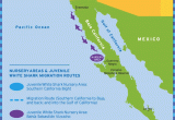 Shark attacks California Map Shark Migration In southern California Surfline