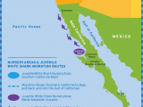Shark attacks California Map Shark Migration In southern California Surfline