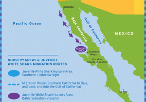 Shark attacks California Map Shark Migration In southern California Surfline