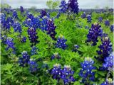 Texas Bluebonnet Trail Map Bluebonnet Park Ennis 2019 All You Need to Know before You Go