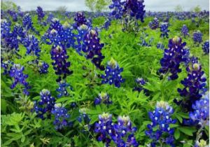 Texas Bluebonnet Trail Map Bluebonnet Park Ennis 2019 All You Need to Know before You Go