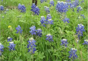 Texas Bluebonnet Trail Map Bluebonnets Up Close Picture Of Bluebonnet Trail Ennis Tripadvisor