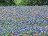 Texas Bluebonnet Trail Map Ennis 2019 Best Of Ennis Tx tourism Tripadvisor