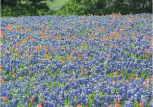 Texas Bluebonnet Trail Map Ennis 2019 Best Of Ennis Tx tourism Tripadvisor