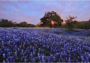 Texas Bluebonnet Trail Map the 15 Best Things to Do In Llano 2019 with Photos Tripadvisor