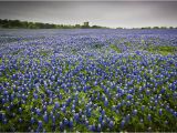Texas Bluebonnet Trail Map where to See the Bluebonnets Bloom In Texas