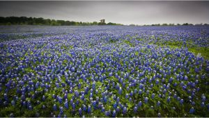 Texas Bluebonnet Trail Map where to See the Bluebonnets Bloom In Texas