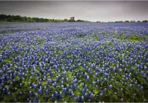 Texas Bluebonnet Trail Map where to See the Bluebonnets Bloom In Texas