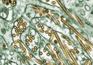 Texas Flu Map Influenza A Virus Subtype H5n1 Wikipedia
