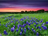 Texas Hill Country Road Trip Map the Ultimate Hill Country Wildflower Getaway