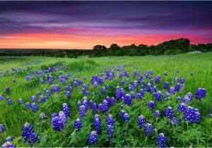 Texas Hill Country Road Trip Map the Ultimate Hill Country Wildflower Getaway