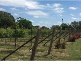 Texas Hill Country Wineries Map the 10 Best Texas Wineries Vineyards with Photos Tripadvisor