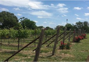 Texas Hill Country Wineries Map the 10 Best Texas Wineries Vineyards with Photos Tripadvisor