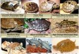 Texas Map Turtle 10 Best Map Turtle Images Map Turtle Turtles Reptiles Amphibians