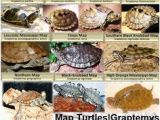 Texas Map Turtle 10 Best Map Turtle Images Map Turtle Turtles Reptiles Amphibians
