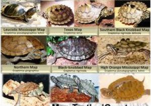 Texas Map Turtle 10 Best Map Turtle Images Map Turtle Turtles Reptiles Amphibians