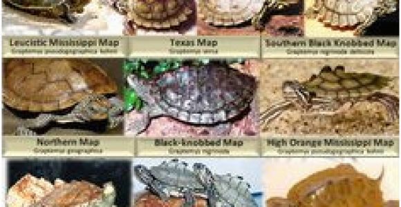 Texas Map Turtle 10 Best Map Turtle Images Map Turtle Turtles Reptiles Amphibians