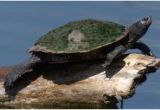 Texas Map Turtle 46 Best Map Turtles Images Sea Turtles Turtles tortoises