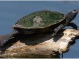 Texas Map Turtle 46 Best Map Turtles Images Sea Turtles Turtles tortoises