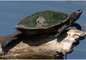 Texas Map Turtle 46 Best Map Turtles Images Sea Turtles Turtles tortoises