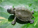 Texas Map Turtle Care Texas Map Turtle Care Business Ideas 2013