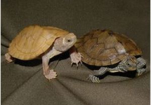 Texas Map Turtle for Sale 10 Best Map Turtle Images Map Turtle Turtles Reptiles Amphibians