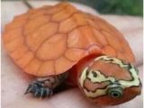 Texas Map Turtle for Sale 34 Best Aquatic Turtles for Sale Images Aquatic Turtles Sea