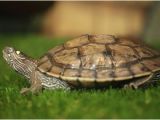 Texas Map Turtle for Sale How to Care for Mississippi Map Turtles