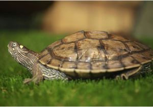 Texas Map Turtle for Sale How to Care for Mississippi Map Turtles