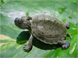 Texas Map Turtle for Sale Texas Map Turtle Care Business Ideas 2013